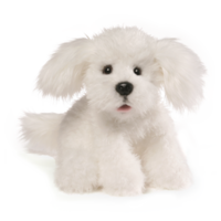 GUND Georgette the Dog Plush Toy 25cm White image